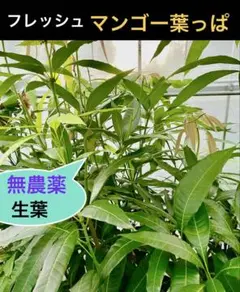 耐寒性マンゴーの枝 3本【雪姫】 - メルカリ