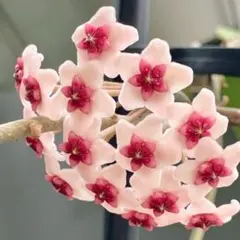 HOYA・ホヤ・Larisa・開花中・花座あり HOYA・ホヤ・Larisa・開花中・花座あり HOYA・ホヤ・Larisa