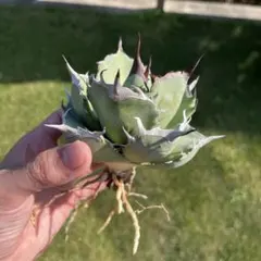 アガベセット　メルカリ便 2025年最新】アガベまとめ売りの人気アイテム - メルカリ