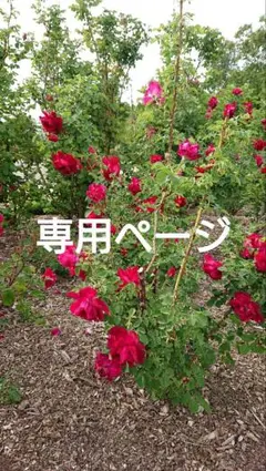 ☆ちさこ様 専用ページ☆