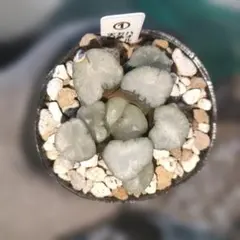 S*9様 ハオルチア　万像　天照　一株指定出来ます