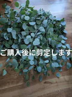 専用＊ユーカリポポラス.グニユーカリ.フレッシュ詰め合わせ　 80サイズ 2026年最新】ユーカリの人気アイテム - メルカリ