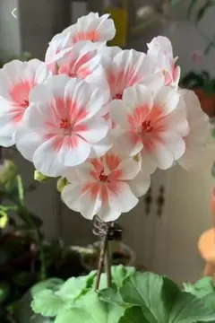 レアゼラニウム開花苗 - メルカリ