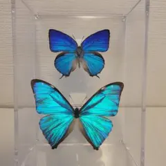 2026年最新】蝶 標本 ブラジルの人気アイテム - メルカリ
