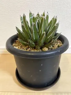 2025年最新】ニッケルシーの人気アイテム - メルカリ