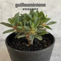 ユーフォルビア・ギラウミニアナ(guillauminiana)実生のサムネイル