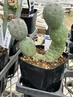 エキノケレウス 鬼見城 群生株 5号菊鉢 サボテン レア 希少 - メルカリ