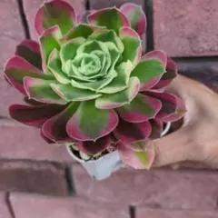 多肉植物。 アエオニウム鳳凰牡丹法師錦カット苗 - メルカリ