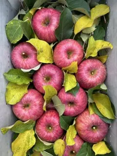 蜜入り解禁✨樹上完熟✨サンふじ　家庭用5k