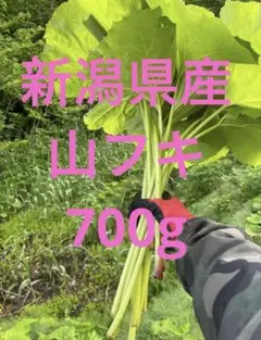 新潟県産 山直送 採れたて ふき 天然山フキ 700gのサムネイル