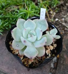 多肉植物 ミックスベリア ベリースフレ抜き苗❣️ - メルカリ