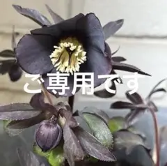 ひろちゃん様ご専用　鉢付き2コ口