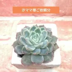 汐ママ様ご依頼分 エレガンス(長田)×中里リンゼアナ 多肉 エケベリア