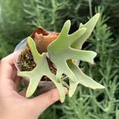 P.willinckii OMG spore 4313のサムネイル