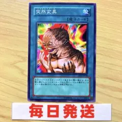 突然変異 メタモルフォーゼ EE1 ピヴォ