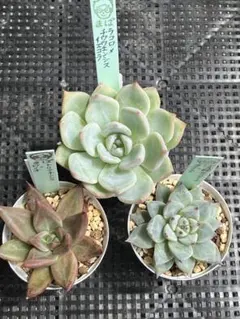 T*K様 エケベリア まぱさんの苗「ロンミュール」大苗 2025年最新】まぱさん苗の人気アイテム - メルカリ