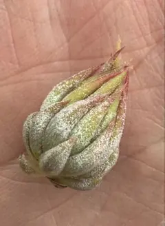 Tillandsia Ionantha Nizanda 速達発送 - メルカリ