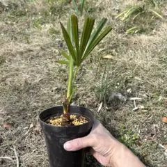 ビロウヤシ 鉢ごと発送 - メルカリ