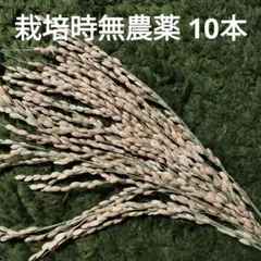 稲穂　ドライ　10本