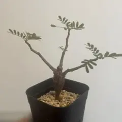 実生 センナ メリディオナリスのサムネイル