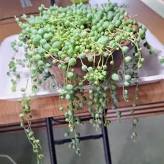 多肉植物　グリーンネックレス抜き苗の発送