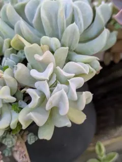 多肉植物。淡雪抜き苗 多肉植物 淡雪 抜き苗 - メルカリ