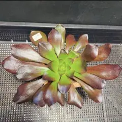 27#多肉植物アエオニウム❤️ レッドグラスローズ ❤️1大頭24cmカット苗