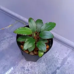 ホマロメナsp　マハカムフルのサムネイル