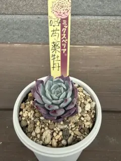 ★新作ミックスベリア　おらいさん苗　075　リラへイズ　札付　多肉植物★ ☆新作ミックスベリア おらいさん苗 075 リラへイズ 札付 多肉植物