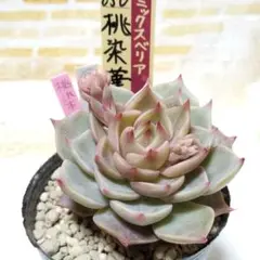 花芽付き 桃染華 ⑫ 抜き苗 おらいさん 多肉植物 札なし 6cmポット