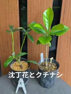 Black Tripe（ブラックトライプ）イチジク穂木 - メルカリ