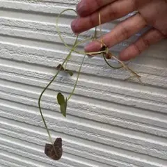 2025年最新】水蓮の花びらの人気アイテム - メルカリ