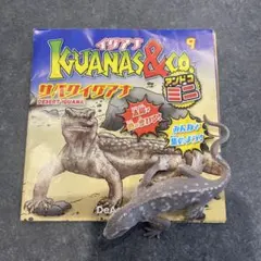 イグアナ&co アンドコミニ　サバクイグアナ