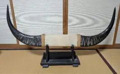 牛の角の装飾置物 木製スタンド付き