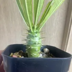 2025年最新】パキポディウム アンボンゲンセの人気アイテム - メルカリ