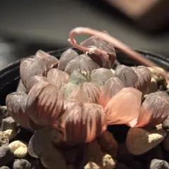 か*き様 ハオルチア オブツーサ錦　氷灯錦　多肉植物