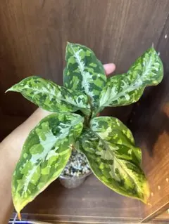 95 アンスリウム フーケリー 斑入り 大きめ - メルカリ