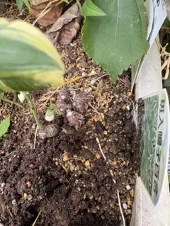 2025年最新】ナルコユリの人気アイテム - メルカリ