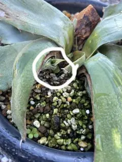 2025年最新】アウェイクニングエンジェルの人気アイテム - メルカリ