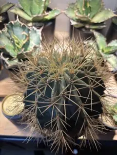 2025年最新】金冠竜の人気アイテム - メルカリ