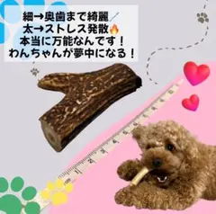 【S834】犬のおもちゃ　鹿の角　犬用　歯磨きガム　天然素材　無添加　鹿角ガムのサムネイル