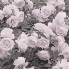 ♪様