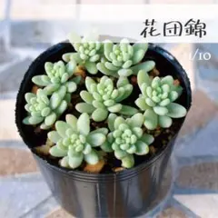 2025年最新】花団錦の人気アイテム - メルカリ