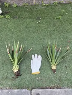 Yucca gloriosa 