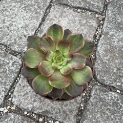 2026年最新】アエオニウム ハロウィン錦の人気アイテム - メルカリ