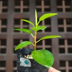 オカワカメ 苗2株➕ムカゴ5個以上 - メルカリ