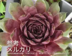 センペルビウム♡クリスピン♡カット苗♡2個♡多肉 - メルカリ