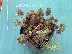大実ブラックベリー　多肉植物　抜き苗