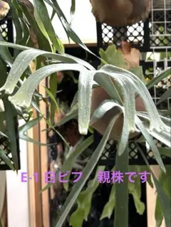 2026年最新】白ビカクの人気アイテム - メルカリ