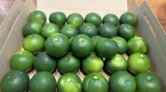 宮崎県産 ハウスへべす 0.5kg （さがわクール便配送） - メルカリ